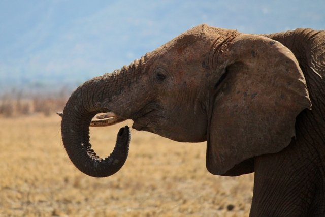 the 22 year old woman was on foot with her parents when the elephant charged at the group