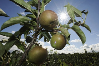 the apple orchard in swat