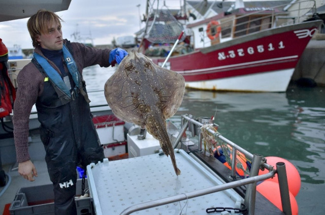french fisherman daniel kerdavid prepares to kill a ray according to the japanese technique 039 ikijime 039 onboard his boat miyabi in quiberon brittany photo afp french fisherman daniel kerdavid prepares to kill a ray according to the japanese technique 039 ikijime 039 onboard his boat miyabi in quiberon brittany photo afp