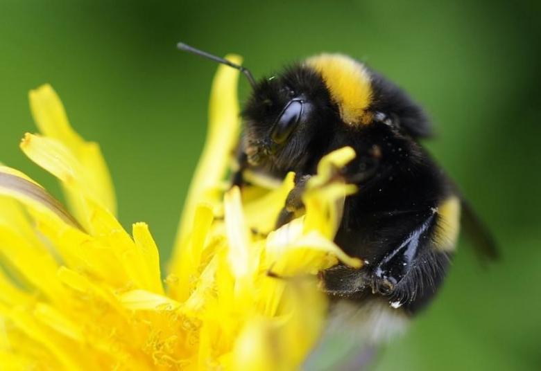 a bumble bee lands on a plant in pitlochry in scotland may 29 2010 reuters russell cheyne