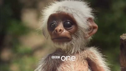 monkeys grieve for robot baby in pioneering bbc show monkeys grieve for robot baby in pioneering bbc show