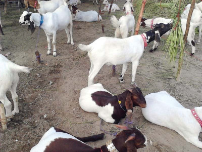 women given goats to earn livelihood women given goats to earn livelihood