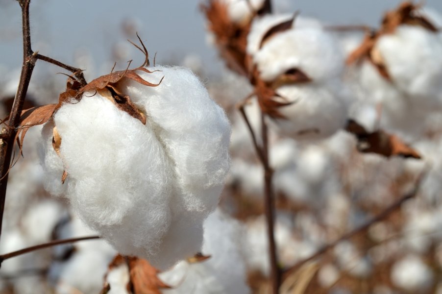 cotton growers had been given no protection like producers of many industrial products as cotton imports from india brought down prices in the domestic market photo file