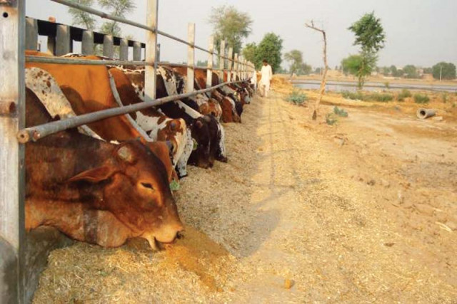 authorities have initiated several programmes to help farmers face challenges photo file authorities have initiated several programmes to help farmers face challenges photo file