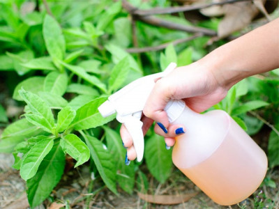 9 ways to get rid of bugs during rainy season 9 ways to get rid of bugs during rainy season