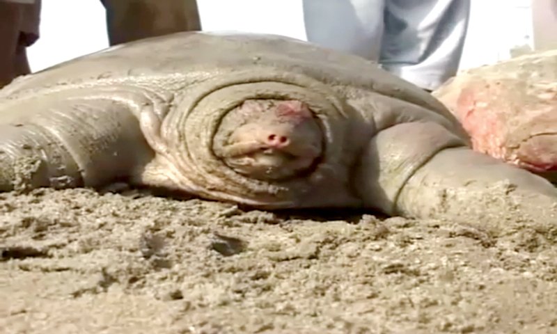 due to low water levels in the right bank of canals the turtles came out in search of food but were mostly caught in fishing nets photo express