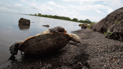 a sight to remember 100 green turtles come out of their shells a sight to remember 100 green turtles come out of their shells