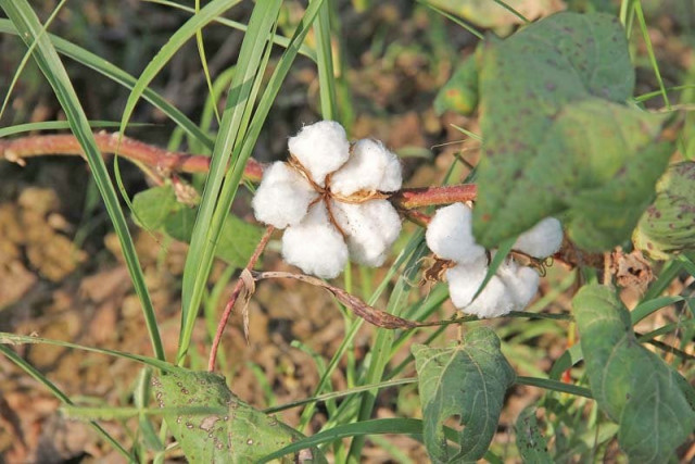 the issue of decline of cotton produce due to seed related issues lack of proper pricing and soaring cost and use of pesticides is here to stay photo ayesha mir express the issue of decline of cotton produce due to seed related issues lack of proper pricing and soaring cost and use of pesticides is here to stay photo ayesha mir express