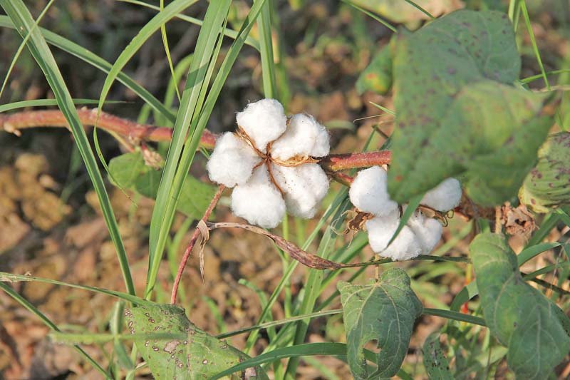 the issue of decline of cotton produce due to seed related issues lack of proper pricing and soaring cost and use of pesticides is here to stay photo ayesha mir express