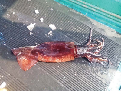 rise in squid population recorded along the coast rise in squid population recorded along the coast