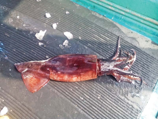 the presence of a large number of oceanic squid was reported along the coast of karachi photo courtesy wwf pakistan the presence of a large number of oceanic squid was reported along the coast of karachi photo courtesy wwf pakistan