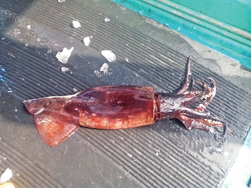 the presence of a large number of oceanic squid was reported along the coast of karachi photo courtesy wwf pakistan