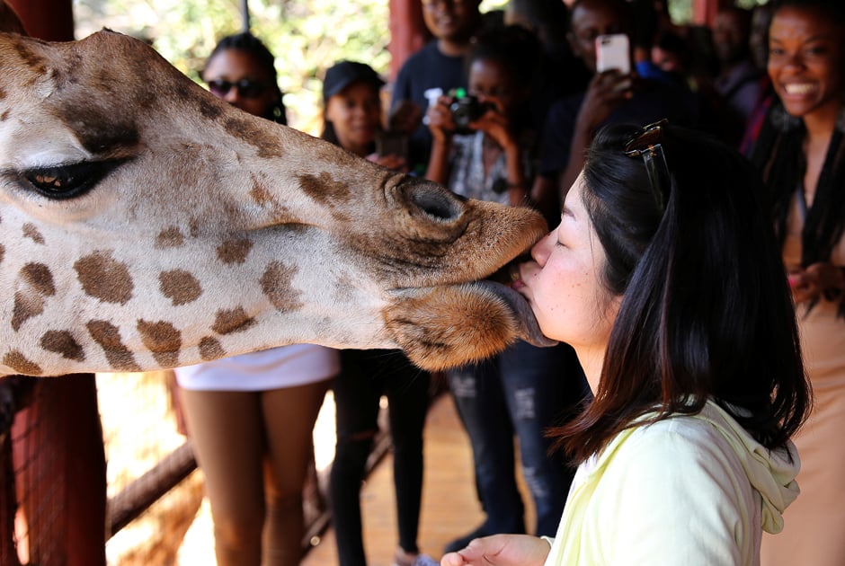 a visitor feeds a food pellet to a giraffe in the giraffe centre in nairobi kenya photo reuters