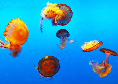 quality control lab essential to check fish meat in south punjab quality control lab essential to check fish meat in south punjab