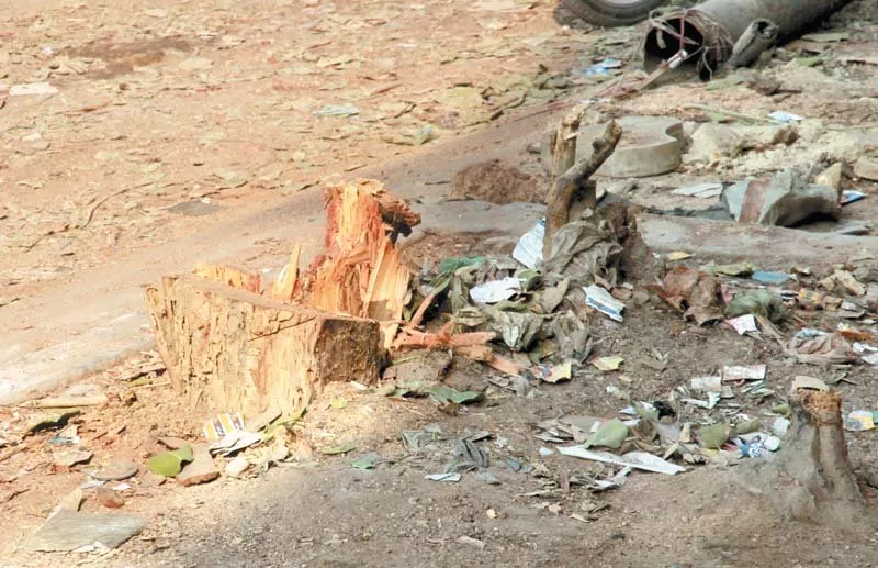 while a karachi metropolitan corporation official said that the tree collapsed on its own a horticulturalist believes the tree may have been axed photo athar khan express while a karachi metropolitan corporation official said that the tree collapsed on its own a horticulturalist believes the tree may have been axed photo athar khan express
