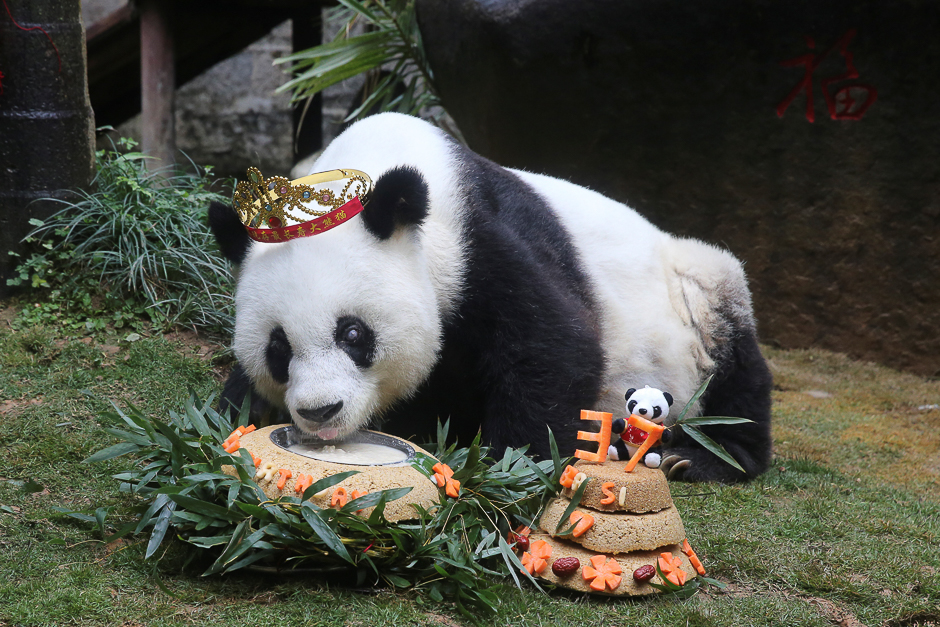 basi the oldest captive giant panda alive eats a cake as people celebrate its 37 birthday in fuzhou fujian province china photo reuters