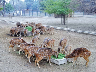 into the wild nature s gifts to bahawalpur into the wild nature s gifts to bahawalpur