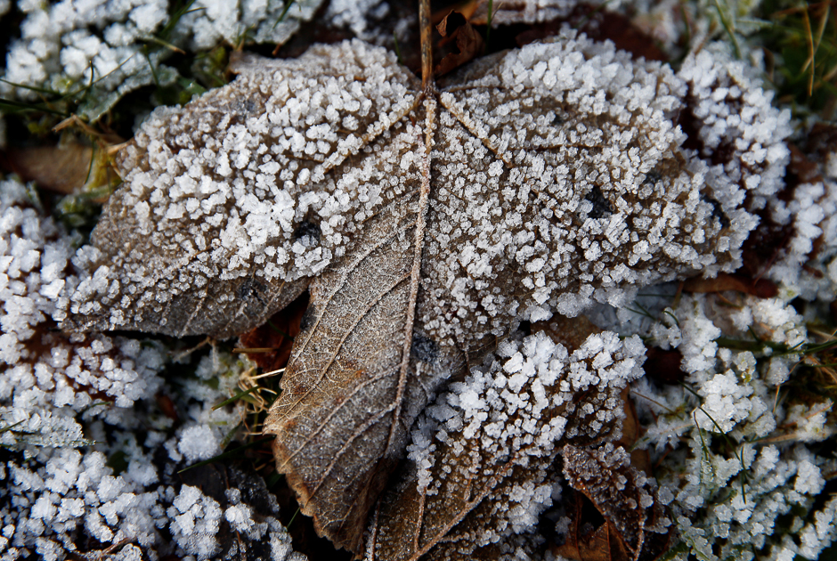 Frost is pictured on a leaf in St-Cergue near Geneva, Switzerland, December 9, 2016. REUTERS/Denis Balibouse