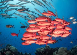 fishing for trouble   pakistan s oceans in crisis