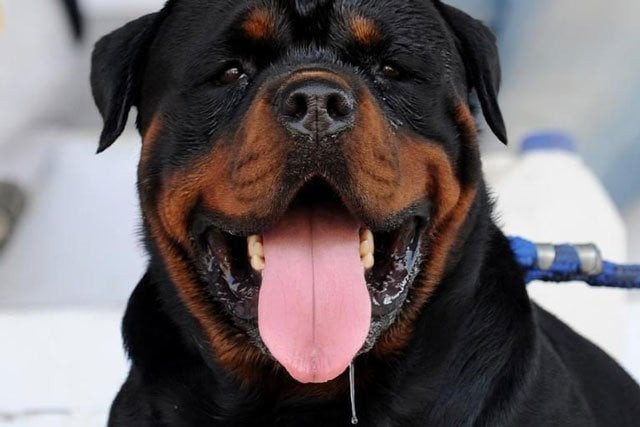 a rottweiler pictured at a dog show in ahmedabad india on november 8 2009 photo afp file a rottweiler pictured at a dog show in ahmedabad india on november 8 2009 photo afp file