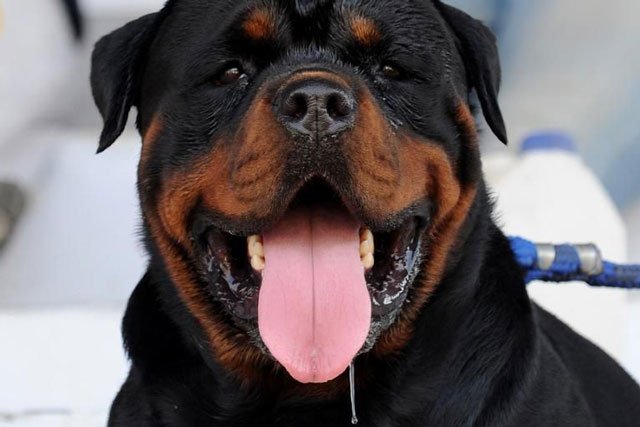 a rottweiler pictured at a dog show in ahmedabad india on november 8 2009 photo afp file