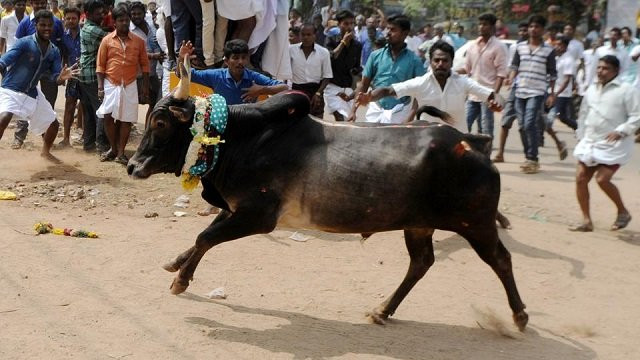 a bull charges through a crowd of participants and bystanders during jallikattu an annual bull fighting ritual on the outskirts of madurai photo afp a bull charges through a crowd of participants and bystanders during jallikattu an annual bull fighting ritual on the outskirts of madurai photo afp