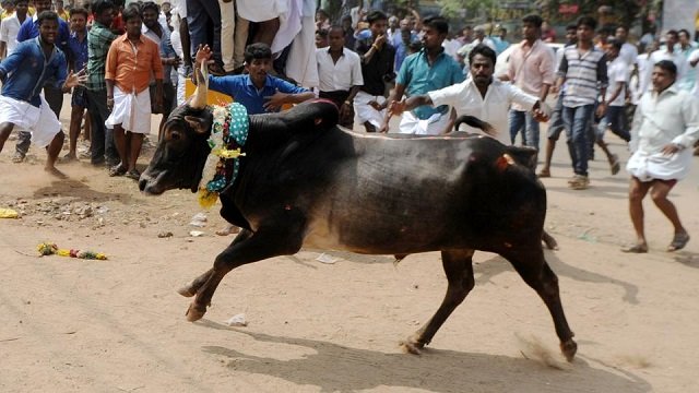 a bull charges through a crowd of participants and bystanders during jallikattu an annual bull fighting ritual on the outskirts of madurai photo afp