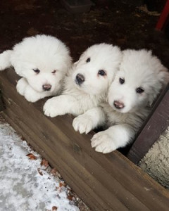 three puppies found alive 5 days after deadly italy hotel avalanche