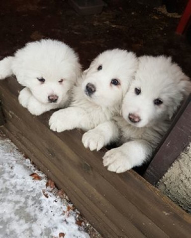 the puppies a day before an avalanche buried the rigopiano hotel photograph ap the puppies a day before an avalanche buried the rigopiano hotel photograph ap
