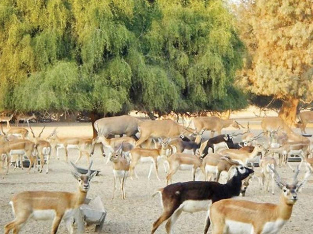 thar is home to precious wildlife which includes nilgai antelope chinkara deer peacocks other antelopes rabbits partridges and many more but sadly all of them are now endangered species photo file thar is home to precious wildlife which includes nilgai antelope chinkara deer peacocks other antelopes rabbits partridges and many more but sadly all of them are now endangered species photo file