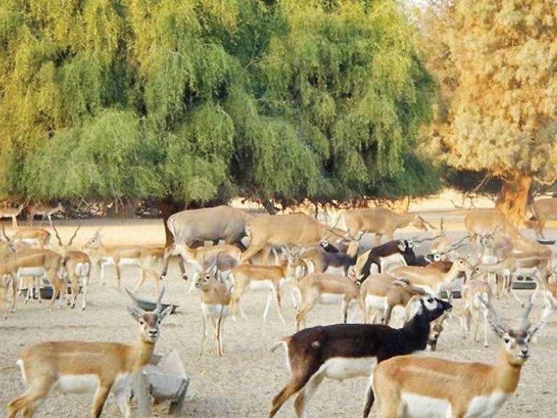 Save our animals: Seminar calls for protection of Thar's wildlife