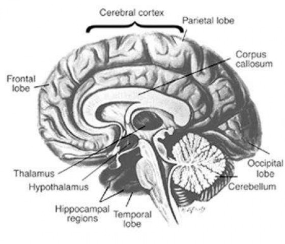 the research touches on a question that has occupied the minds of philosophers and scientists for centuries are humans more a product of their genes or of their upbringing and exposure photo reuters the research touches on a question that has occupied the minds of philosophers and scientists for centuries are humans more a product of their genes or of their upbringing and exposure photo reuters