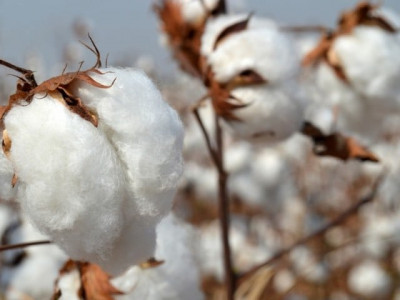 bettering standard deal signed to transform cotton production bettering standard deal signed to transform cotton production