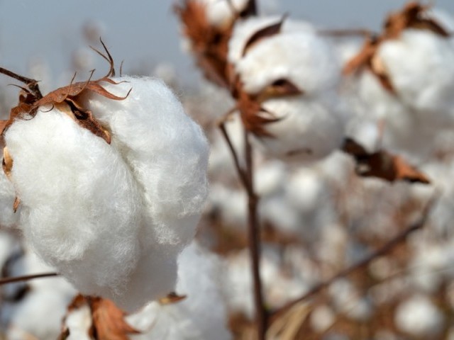 bettering standard deal signed to transform cotton production