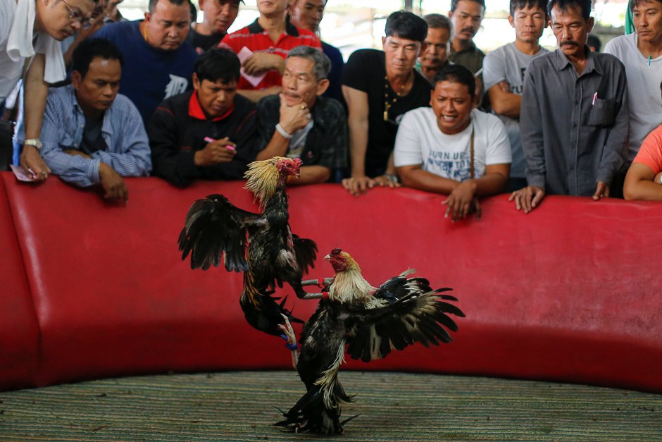 a cockfight is seen during the event organised to celebrate the lunar new year and the year of the rooster on the outskirts of bangkok thailand photo reuters