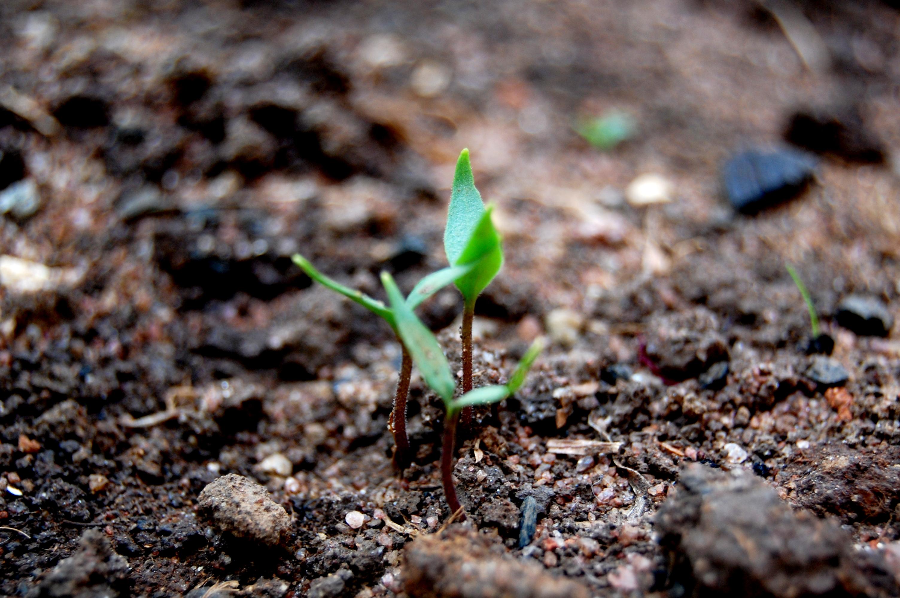 saplings planted at jheel park in sindh wide campaign