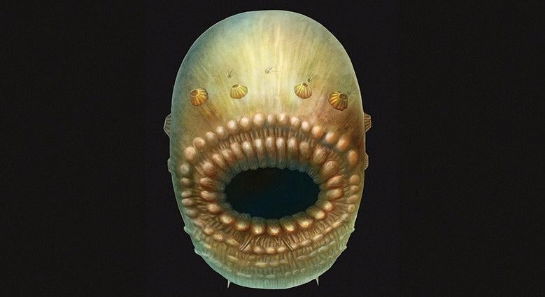 saccorhytus measuring about four hundredths of an inch 1 millimeter appears to be the most primitive member of the broad animal group called deuterostomes illustration courtesy reuters