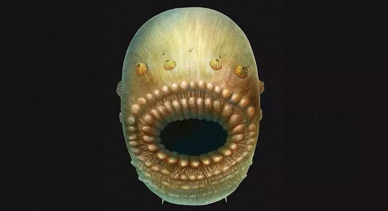 saccorhytus measuring about four hundredths of an inch 1 millimeter appears to be the most primitive member of the broad animal group called deuterostomes illustration courtesy reuters saccorhytus measuring about four hundredths of an inch 1 millimeter appears to be the most primitive member of the broad animal group called deuterostomes illustration courtesy reuters