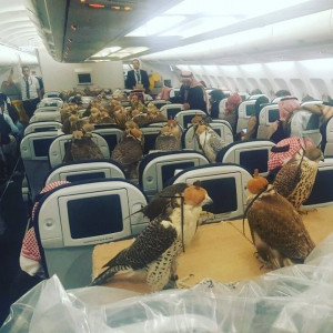 photo of 80 birds being flown on jet by saudi prince goes viral