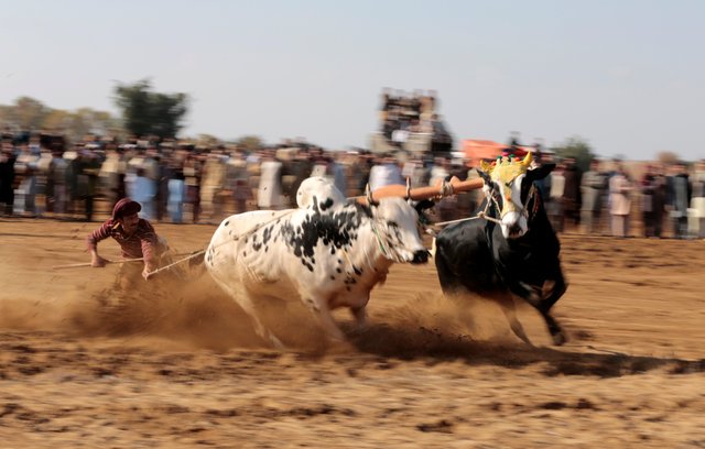 a bull savar guides his bulls as he competes in a bull race in pind sultani pakistan january 31 2017 photo reuters