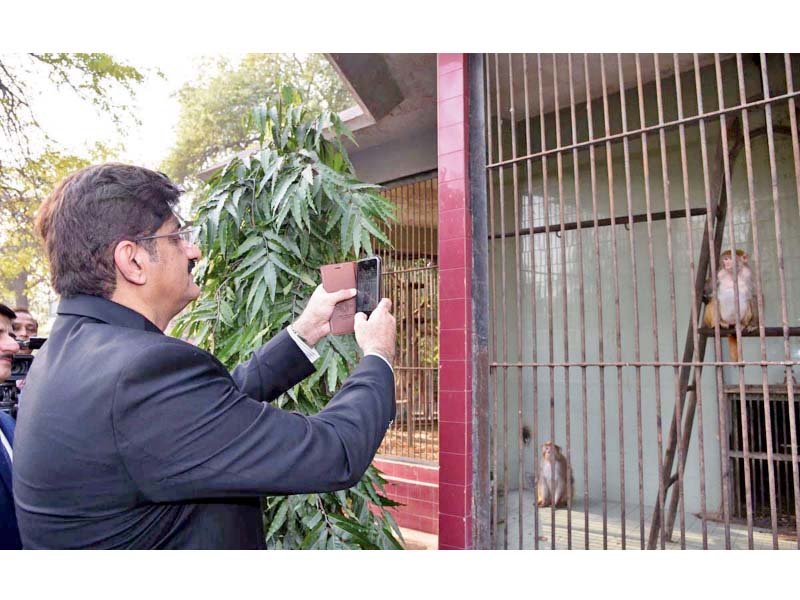 capturing the moment the cm takes a photo of a jumping monkey at the karachi zoo photo nni