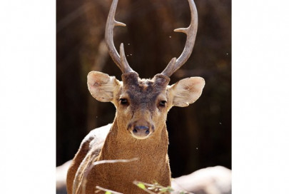 hunting of deer birds prohibited in thar hunting of deer birds prohibited in thar
