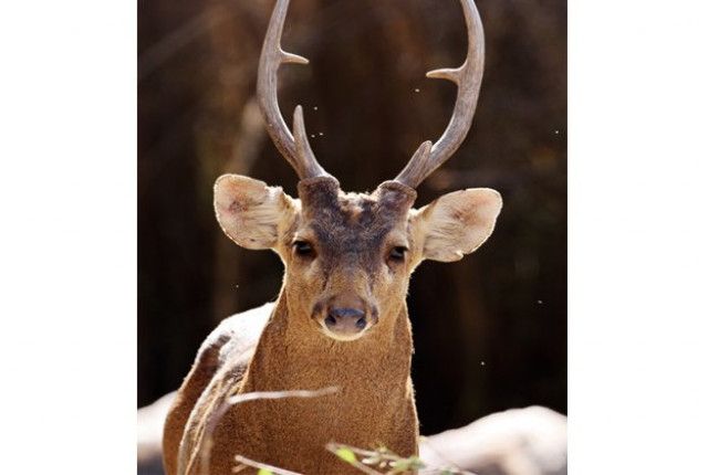 photo wwf org pk