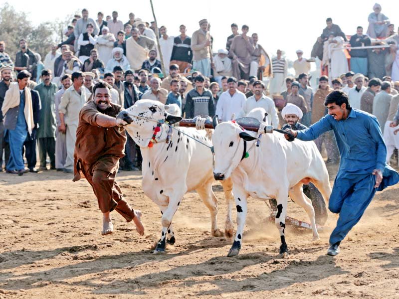 harvest festival bull racers provide distraction for village crowds