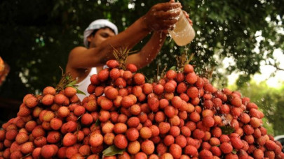 over 100 indian children died after eating lychees on empty stomach over 100 indian children died after eating lychees on empty stomach