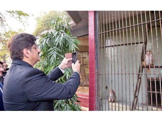 capturing the moment the cm takes a photo of a jumping monkey at the karachi zoo photo nni capturing the moment the cm takes a photo of a jumping monkey at the karachi zoo photo nni