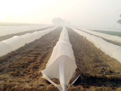 boon for farmers growing off season vegetables in tunnels boon for farmers growing off season vegetables in tunnels