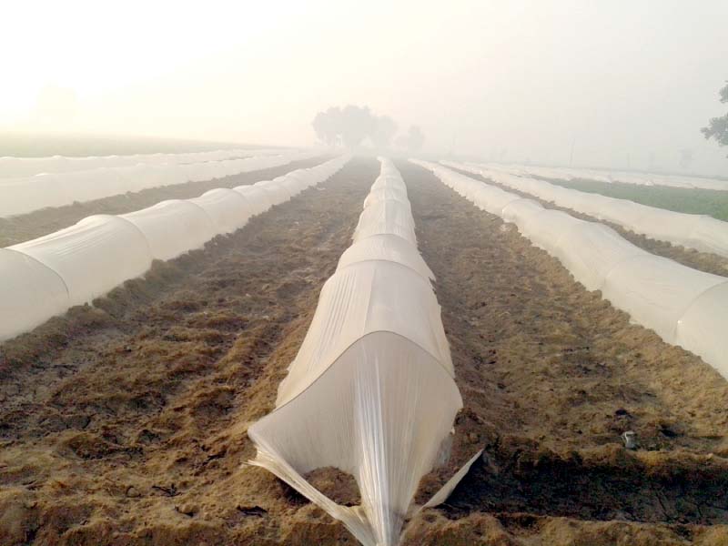 plastic sheets used to create tunnels in a field in gujranwala photo online