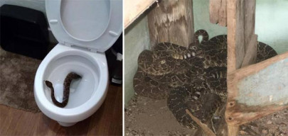 boy finds rattlesnake in toilet