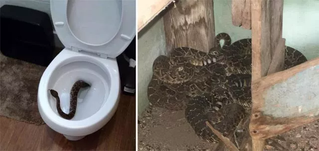 according to the company the snake in the toilet found its way in from an opening in a relief pipe photo facebook big country snake removal according to the company the snake in the toilet found its way in from an opening in a relief pipe photo facebook big country snake removal